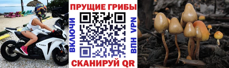 Купить где  Лангепас  Галлюциногенные грибы прущие грибы 